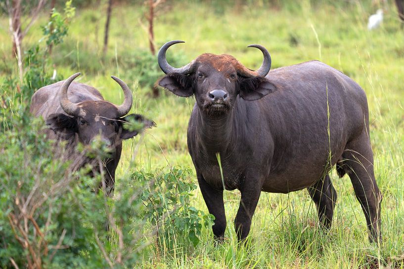 Buffle du Cap (Syncerus caffer), Ouganda par Alexander Ludwig