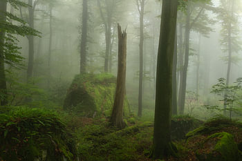 Sfeervolle mistige ochtend in de bossen in het Mullerthal in Luxemburg.