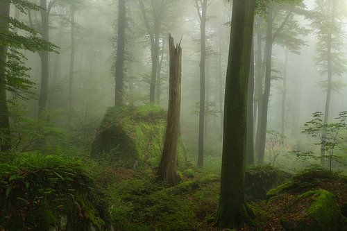 Stimmungsvoller nebliger Morgen in den Wäldern des Müllerthal in Luxemburg.