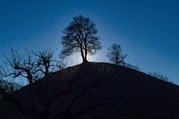 Boom achtergrondverlichting