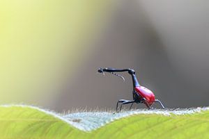 Malagassische  Girafkever op blad