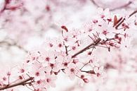 blossom by Jessica Berendsen thumbnail