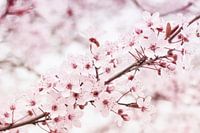 fleurir