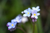 Myosotis