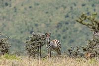 Tanzania