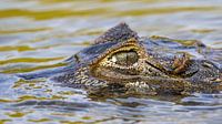 Cayman by Hillebrand Breuker thumbnail