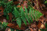Fern leaves in dark forest, surrounded by brown oak leaves by Andrea de Jong thumbnail