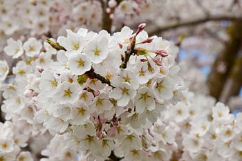 Cerisier japonais en fleur Sakura