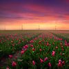 Tulpen und Windmolens von Albert Dros