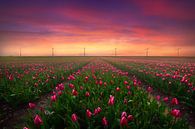 Tulpen en Windmolens van Albert Dros thumbnail