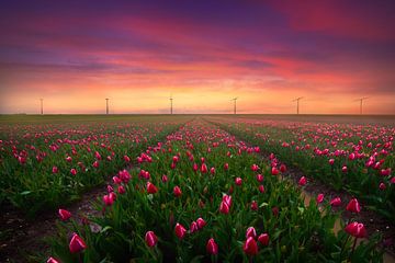 Tulipes et moulins à vent sur Albert Dros