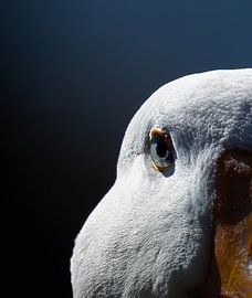 Des yeux bleus pénétrants sur Marvin Timmerman