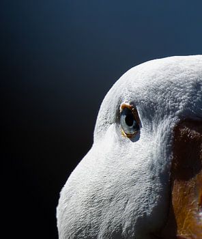 Penetrating blue eyes