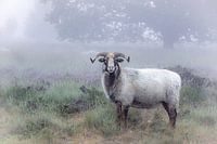 Drents heideschaap op een mistige ochtend