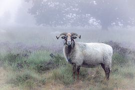 Drents heath sheep on a foggy morning by Coby Koops  natuurkieker.nl