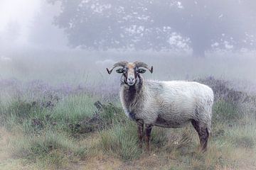 Drents heath sheep on a foggy morning