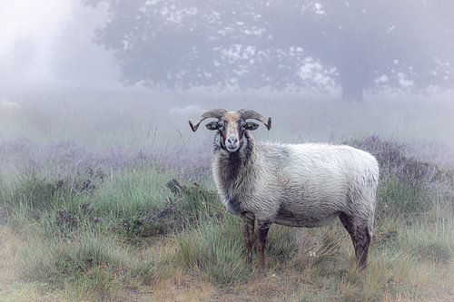 Drents heideschaap op een mistige ochtend