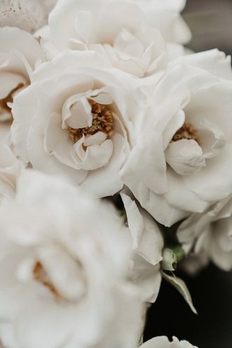 Ivory flowers