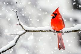 Roter Kardinal im Schnee von Poster Art Shop