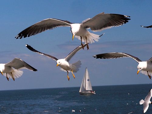 Les mouettes de Texel
