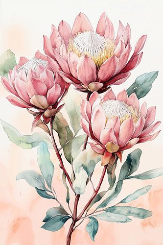Proteas in Pink no.1