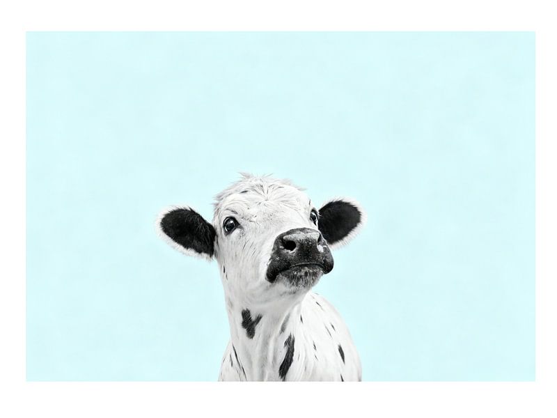 Holstein Baby Cow by Neetesh Kumar