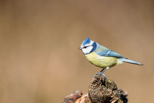 Blaumeise (Cyanistes caeruleus)