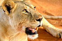 La lionne se repose après son dîner
