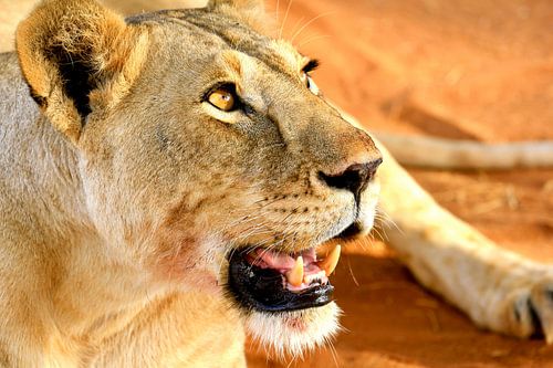 Leeuwin rust uit na haar diner
