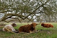 Scottish Highlanders
