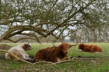 Schotse Hooglanders