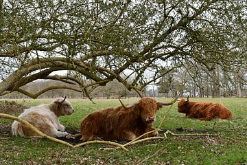 Schotse Hooglanders van Bernard van Zwol