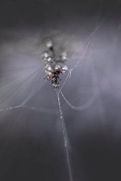 A Jewel in Nature. by Alie Ekkelenkamp