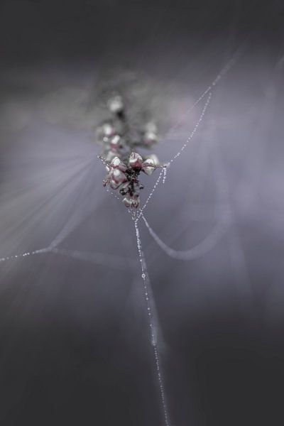 A Jewel in Nature. by Alie Ekkelenkamp