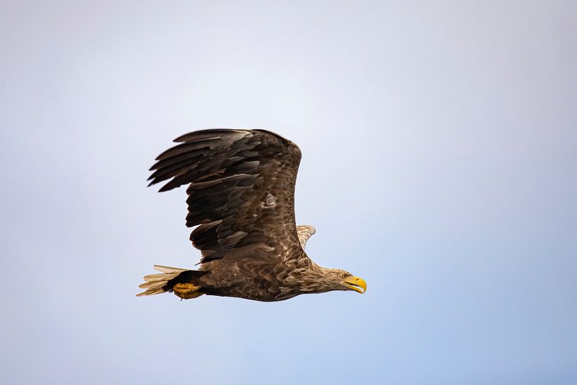 Weißkopfseeadler, Haliaeetus albicilla. Weißschwanzadler von Gert Hilbink