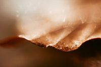 Herfst