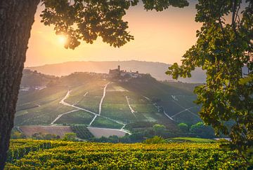 Langhe wijngaarden, Castiglione Falletto en een boom van Stefano Orazzini