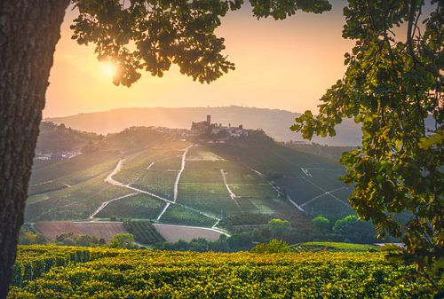 Langhe wijngaarden, Castiglione Falletto en een boom
