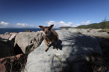 allied rock-wallaby , Petrogale assimilis Magnetic Island in Que sur Frank Fichtmüller