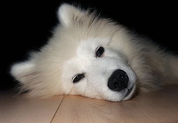 Samoyed van Bo Valentino