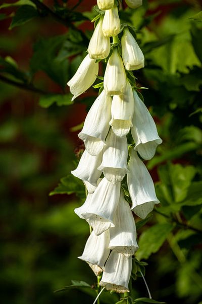 Bloem van de Knoflookruwe Klokjesbloem van Dieter Walther