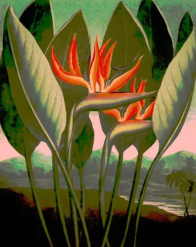 Fleurs romantiques de strelitzia dans la forêt tropicale