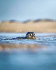 Young seal on the coast by Tom Zwerver