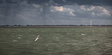 Little gull on high speed by Percy's fotografie