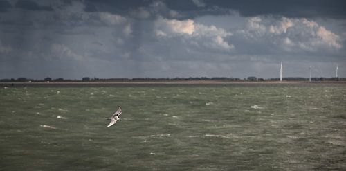 Dwergmeeuw op hoge sneldheid