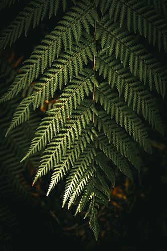 Fern