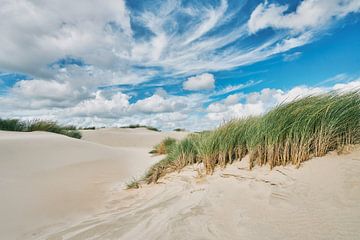 Niederländische Küste mit Dünen und Strandhafer von eric van der eijk