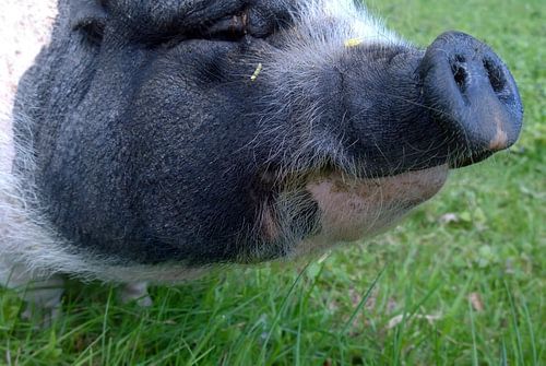 sauglücklich von fantasina