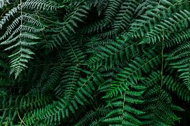 Farn von far-photography