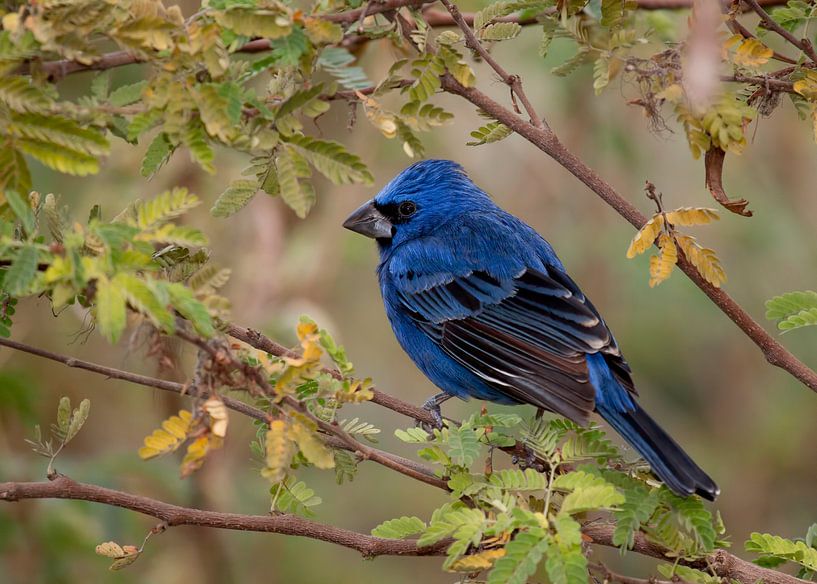 Blauwe Bisschop von Peter R